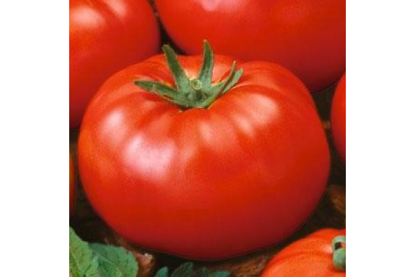 E4.75T/10TOMATO H BEEFSTEAK