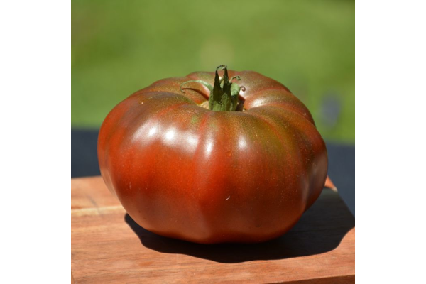 E4.75T/10TOMATO H BLACKKRIM