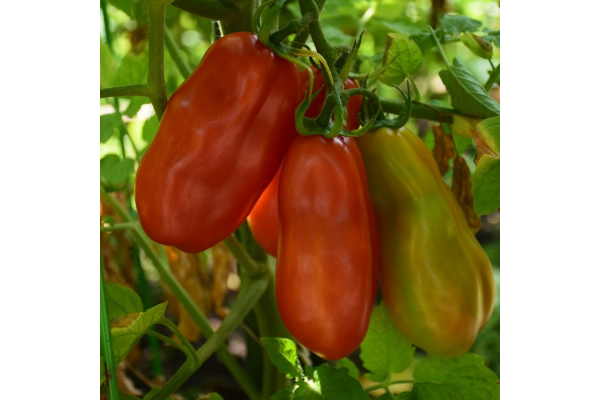 E4.75T/10TOMATO H SAN MARZANO