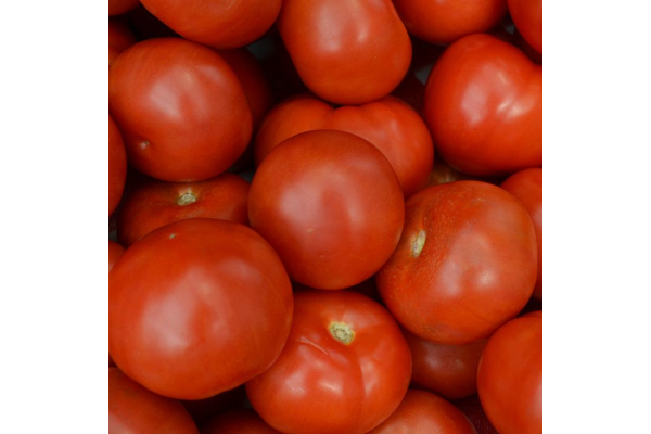 E4.75T/10TOMATO SUPERFANTASTIC