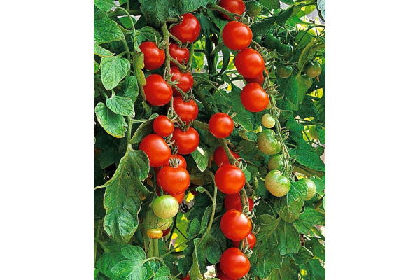 E4.75T/10TOMATO SUPERSWEET100