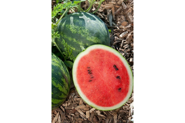 E4.75T/10WATERMELON MINI LOVE