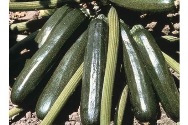 E4.75T/10ZUCCHINI AMBASSADOR