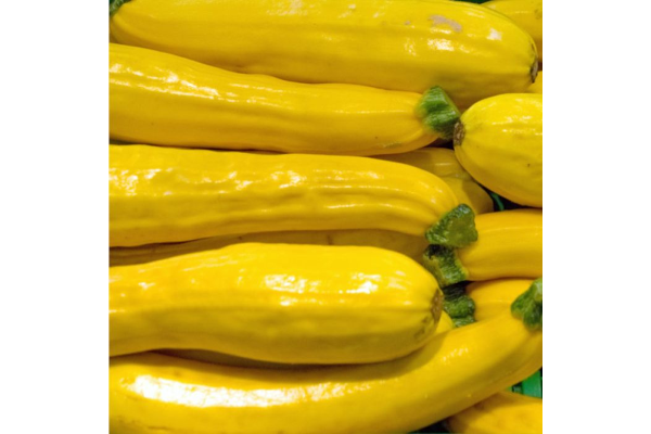 E4.75T/10ZUCCHINI GLDN ZEBRA YLW