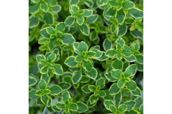 E4T/10HERB THYME LEMON