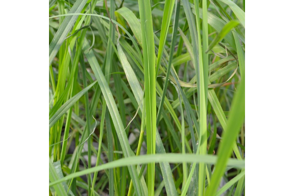 E4T/10HERB GRASS LEMON