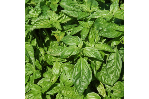 E4T/10HERB BASILSWEET