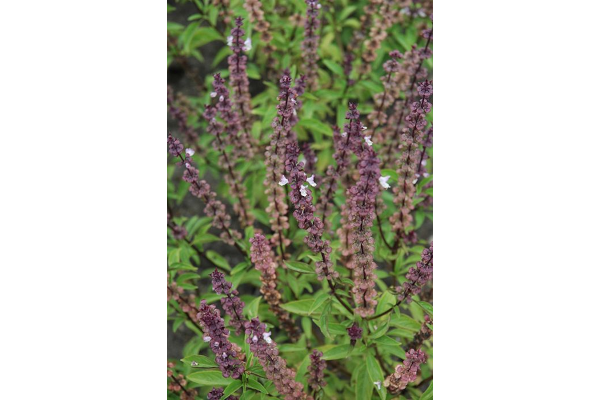 E4T/10HERB BASILTHAI