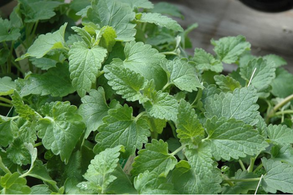 E4T/10HERB CATNIP