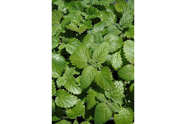 E4T/10HERB LEMON BALM