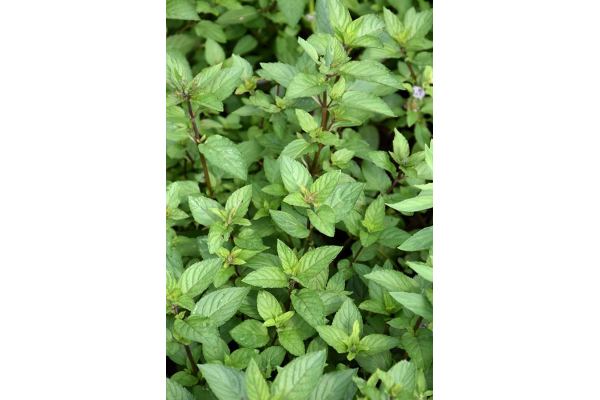 E4T/10HERB MINT CHOCOLATE