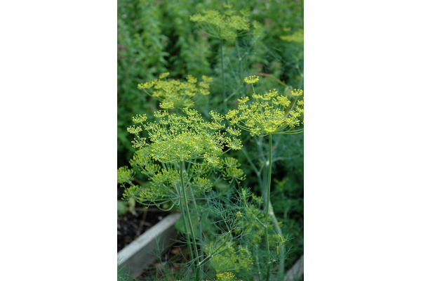 E4T/10HERB DILL FERNLEAF