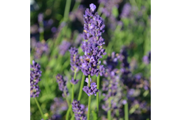 E4T/10HERB LAVENDER