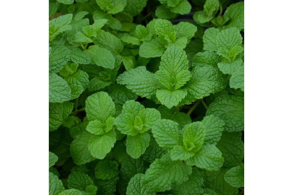 E4T/10HERB MINTMOJITO