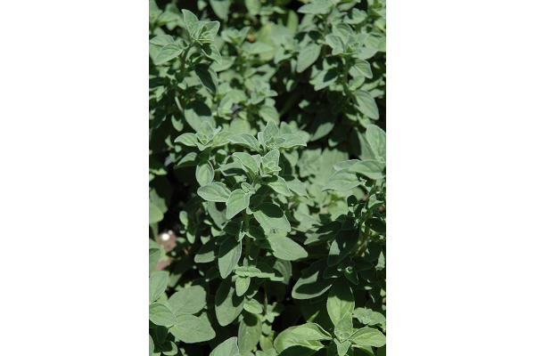 E4T/10HERB OREGANO ITALIAN
