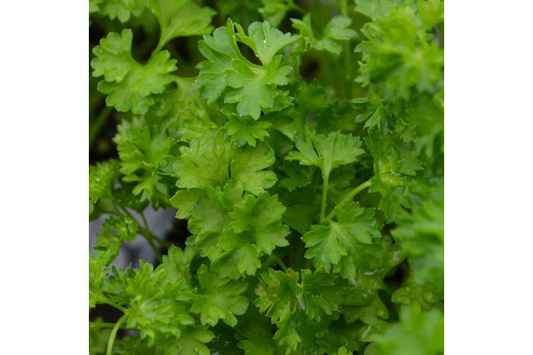 E4T/10HERB PARSLEY CURLY