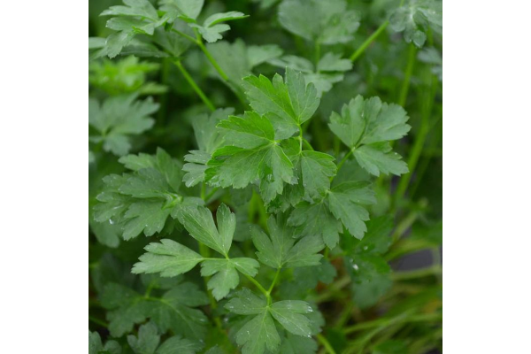 E4T/10HERB PARSLEY ITALIAN