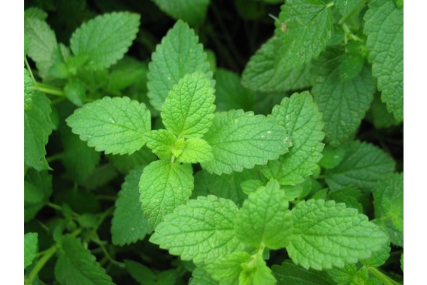 E4T/10HERB PEPPER MINT