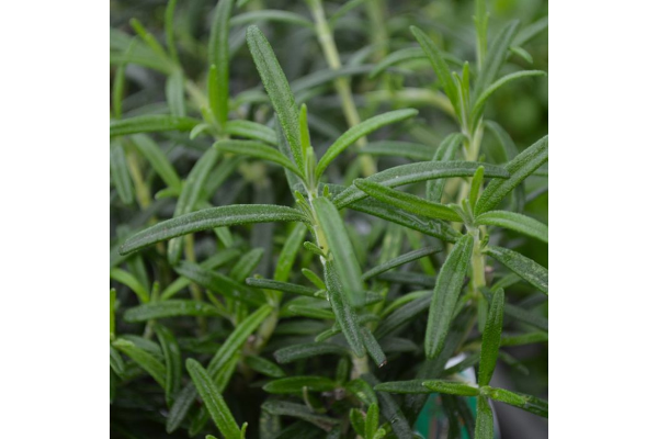 E4T/10HERB ROSEMARY UPRIGHT