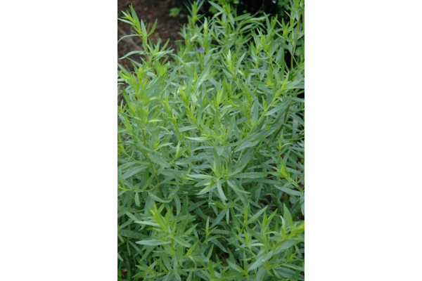 E4T/10HERB TARRAGON FRENCH
