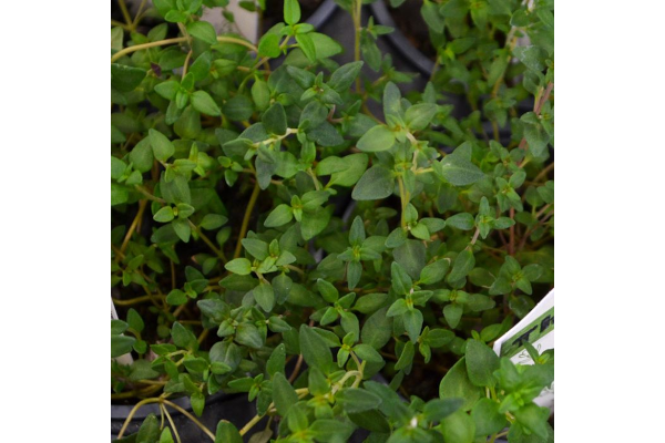 E4T/10HERB THYME COMMON