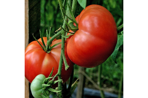 E6.5T/3TOMATO BIG BOY