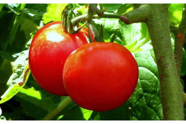 E6.5T/3TOMATO EARLY GIRL