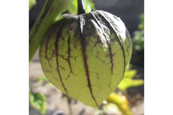 E6.5T/3TOMATO TOMATILLA TAMAYO