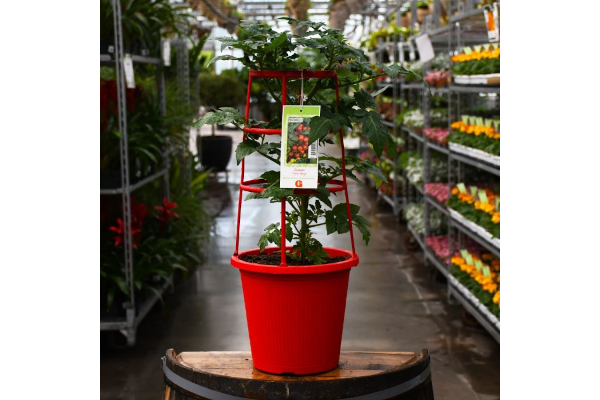 ETUB10"TOMATO LITTLE BING