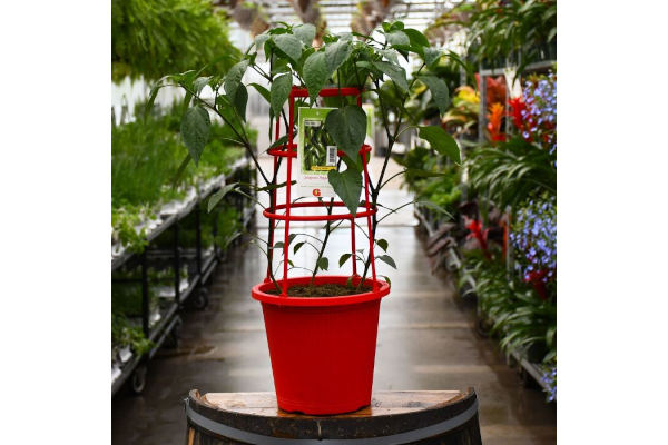 ETUB10"PATIO PEPPER JALAPENO