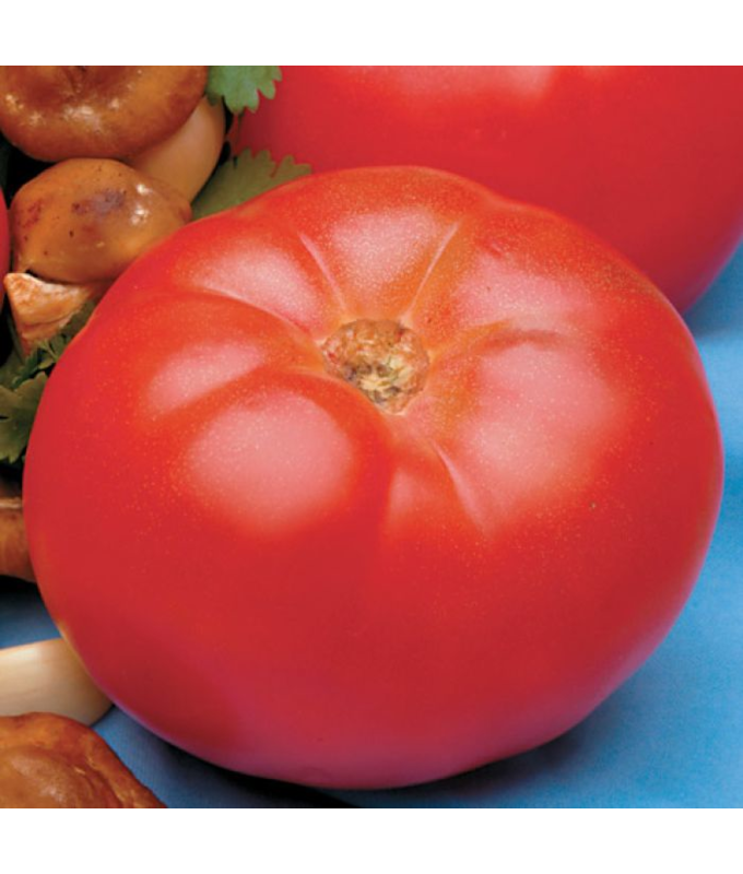 E4.75T/10TOMATO BEEFMASTER