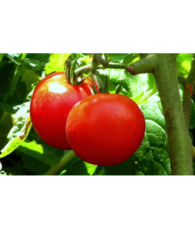 E4.75T/10TOMATO EARLYGIRL