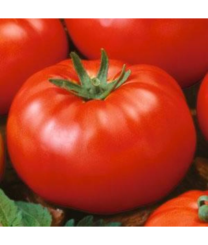 E4.75T/10TOMATO H BEEFSTEAK