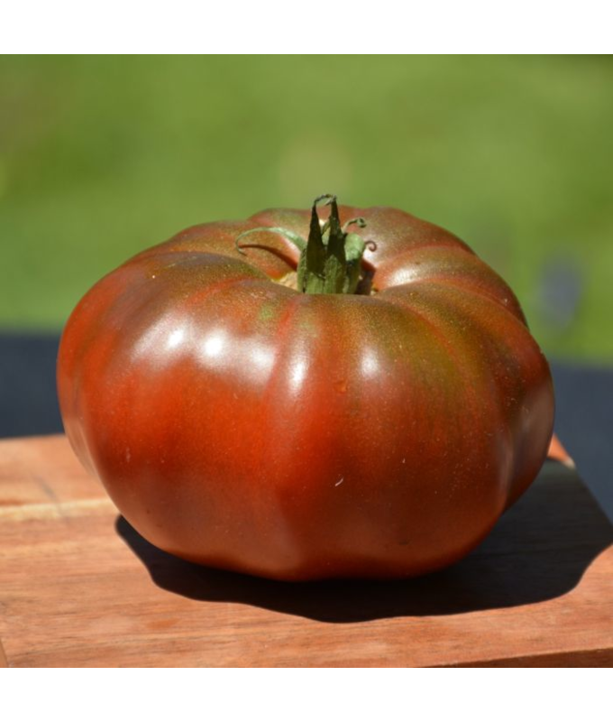E4.75T/10TOMATO H BLACKKRIM