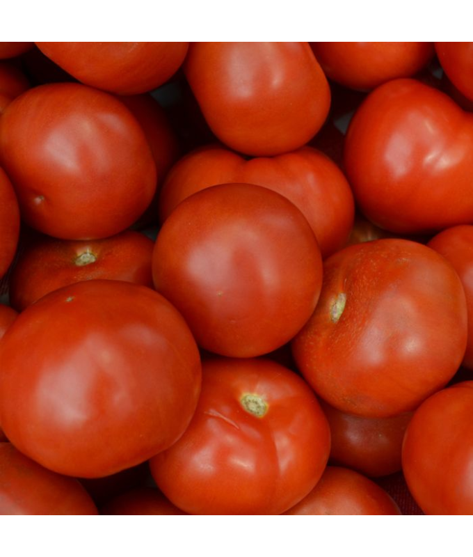 E4.75T/10TOMATO SUPERFANTASTIC