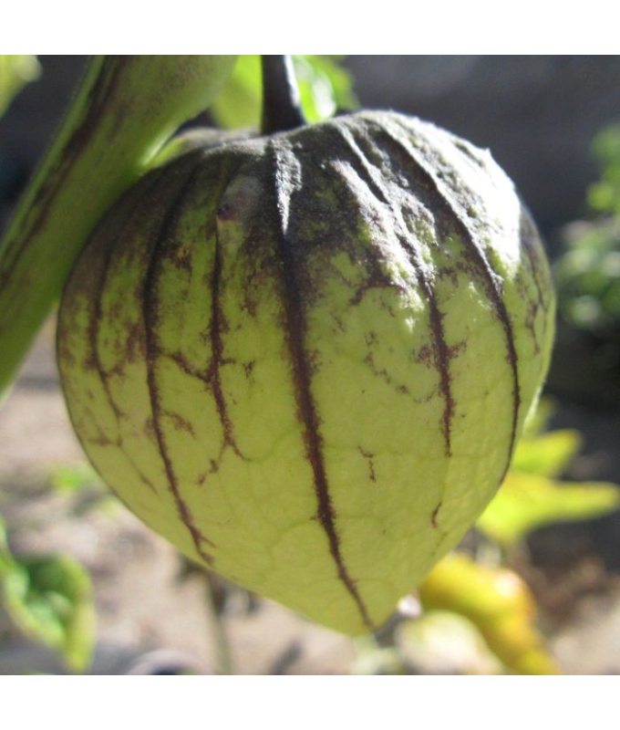 E4.75T/10TOMATO TOMATILLO TAMAYO