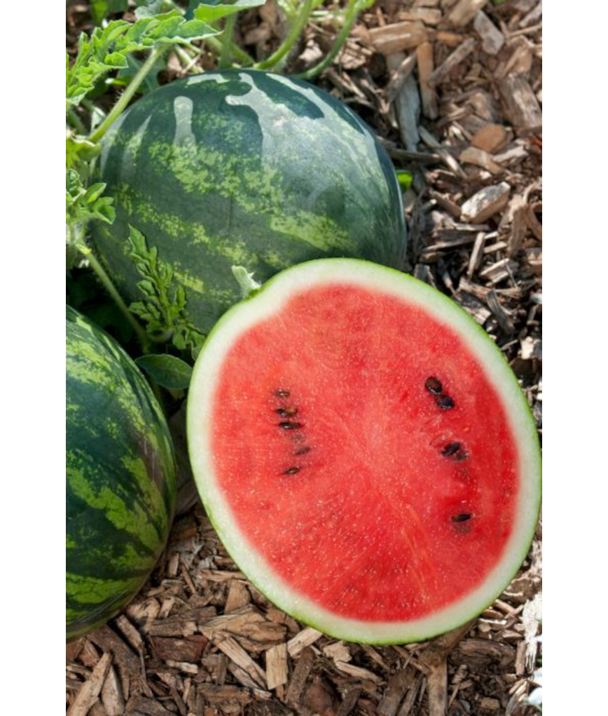 E4.75T/10WATERMELON MINI LOVE