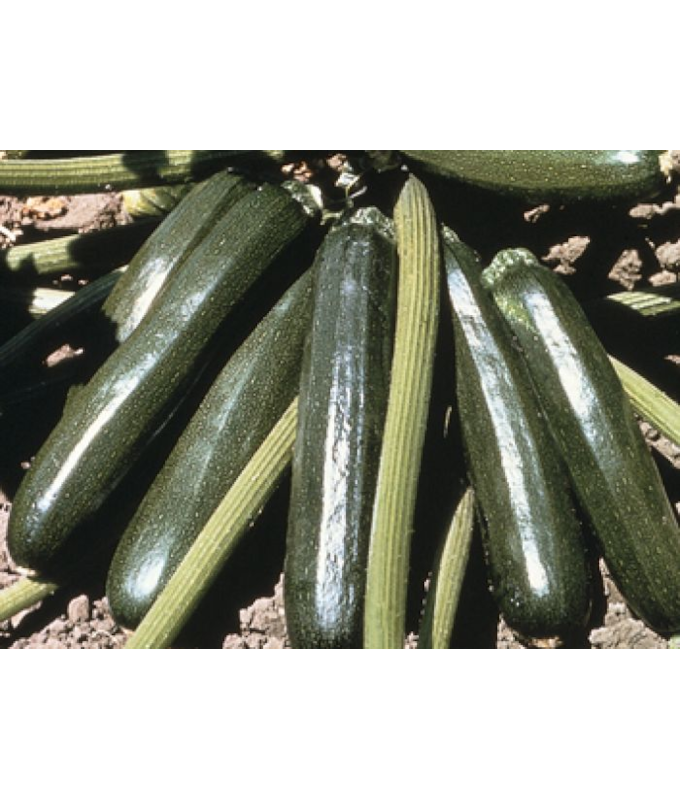 E4.75T/10ZUCCHINI AMBASSADOR