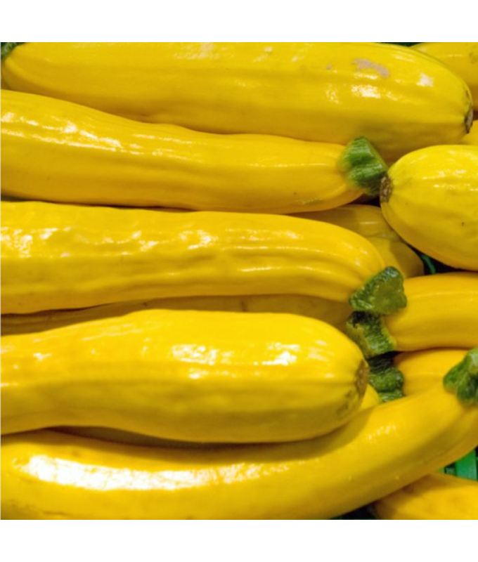 E4.75T/10ZUCCHINI GLDN ZEBRA YLW