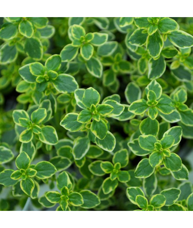 E4T/10HERB THYME LEMON