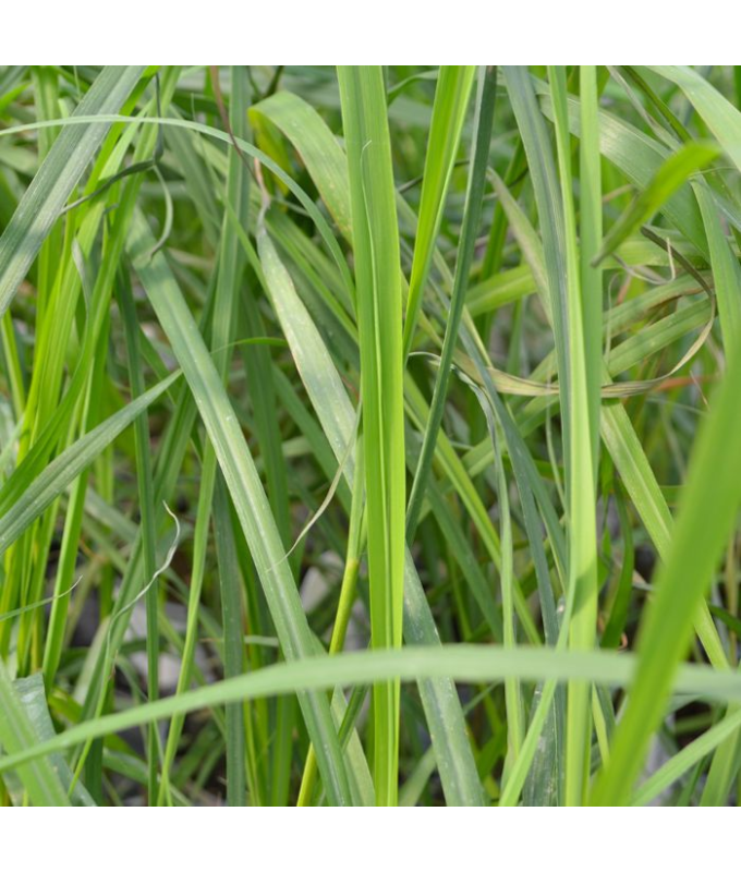 E4T/10HERB GRASS LEMON