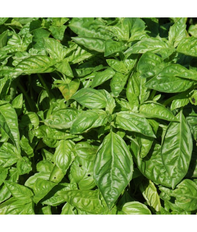 E4T/10HERB BASILSWEET