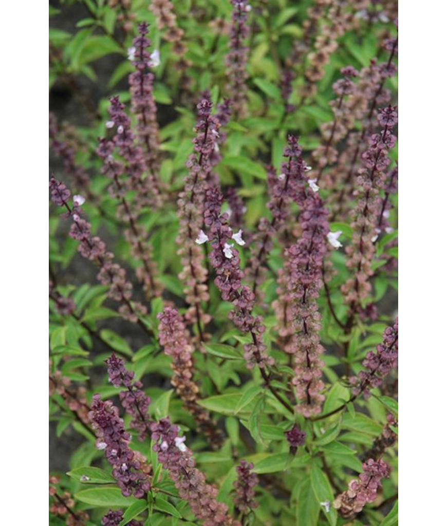 E4T/10HERB BASILTHAI