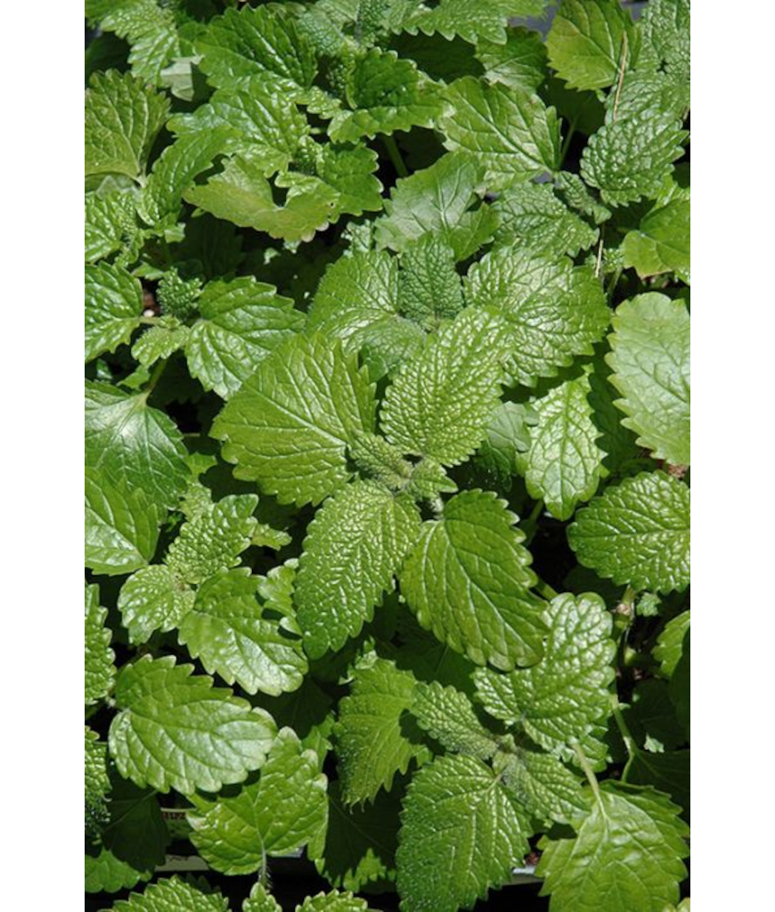 E4T/10HERB LEMON BALM