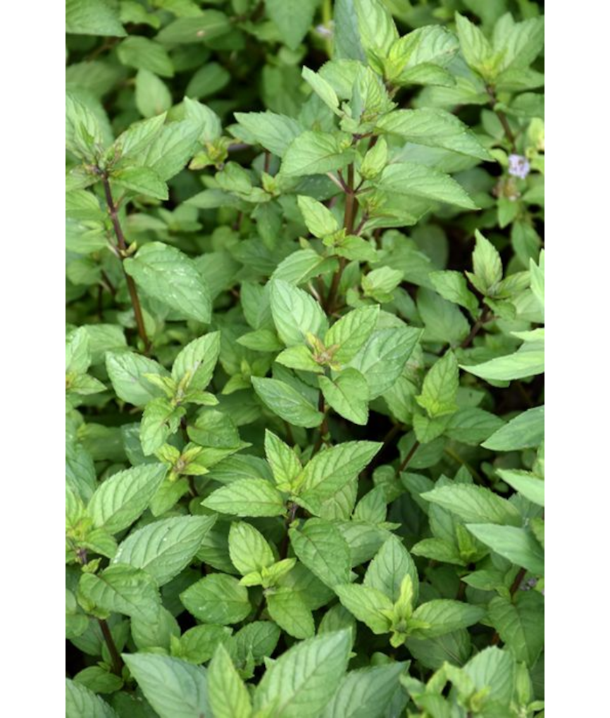 E4T/10HERB MINT CHOCOLATE