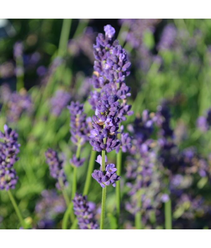 E4T/10HERB LAVENDER