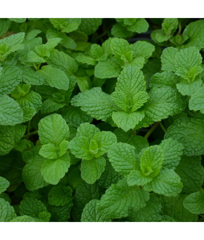 E4T/10HERB MINTMOJITO