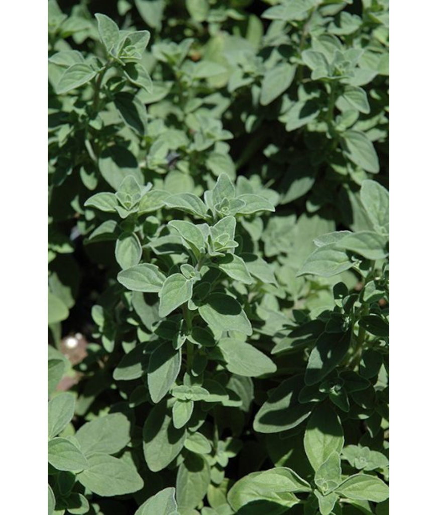 E4T/10HERB OREGANO ITALIAN