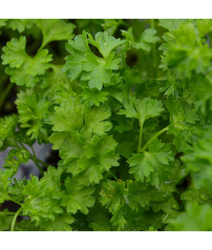 E4T/10HERB PARSLEY CURLY