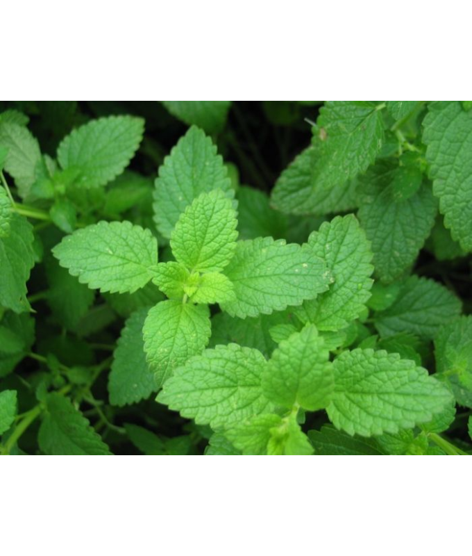 E4T/10HERB PEPPER MINT